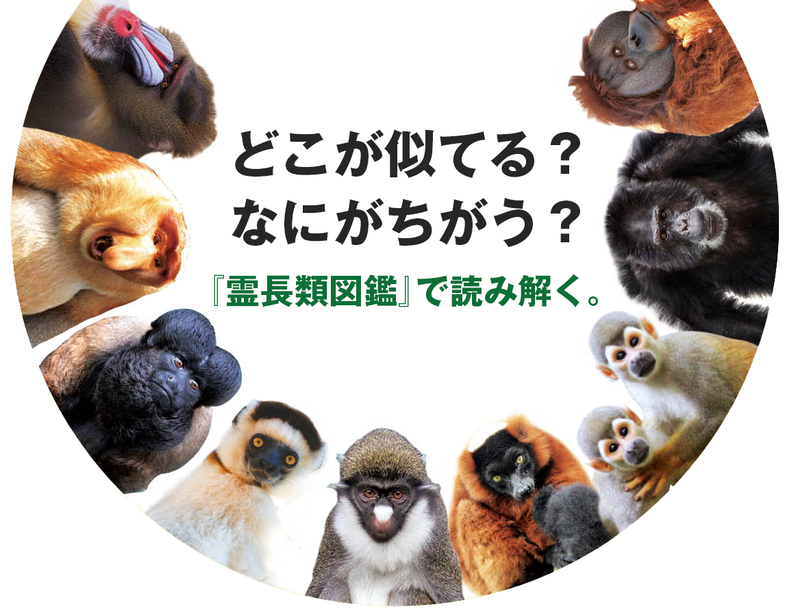 図鑑の見開きページ。左にマンドリル、右にゲラダヒヒやマングローブモンキーなどの写真が掲載されている。