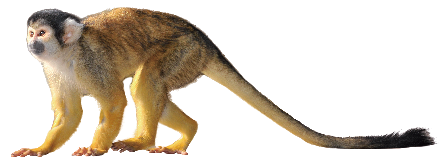 コモンリスザル